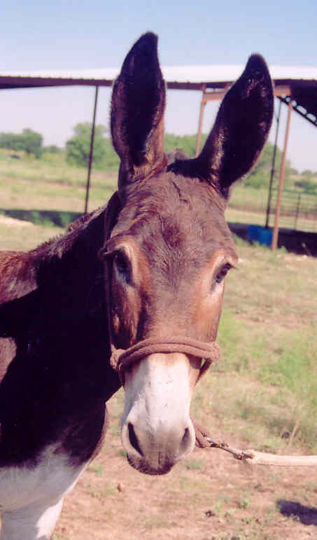 AbileneHeadShotAugust04.jpg