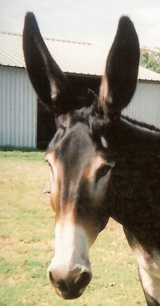 MamaSimbaHeadJuly2009.jpg